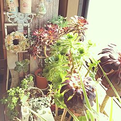 壁/天井/多肉植物/観葉植物/NO GREEN NO LIFE/黒法師♡...などのインテリア実例 - 2017-04-23 07:42:09