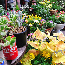 植物のある暮らし/赤大好き❤/雑貨大好き❤/季節の花/ベランダ...などのインテリア実例 - 2021-04-08 20:39:31