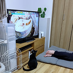 部屋全体/保護猫/猫ばかりごめんなさい/いたずら対策/プラダン...などのインテリア実例 - 2020-05-25 22:29:20