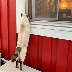 お気に入りの場所/スウェーデン/輸入住宅/ねこのいる日常/北欧住宅 ...などのインテリア実例 - 2019-11-01 22:00:23