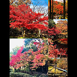 お休み散歩/晴れて良かった～❤/紅葉/最長滑り台/紅葉狩り...などのインテリア実例 - 2019-11-13 17:12:28