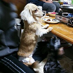 リビング/実家/犬部♪のインテリア実例 - 2013-11-25 00:42:35