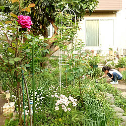 玄関/入り口/庭/花のある暮らし/薔薇のインテリア実例 - 2019-05-03 17:22:35