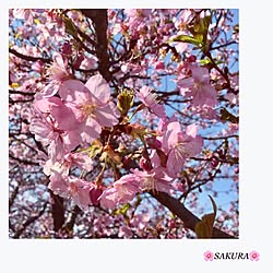 近所の公園/綺麗だったよ/公園/インテリアではありませんが〜/SAKURA...などのインテリア実例 - 2017-03-21 10:49:15