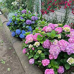 花壇の花/お花のある暮らし/植物のある暮らし/玄関/入り口のインテリア実例 - 2022-06-09 12:53:39
