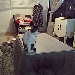 部屋全体/寒いです…/猫と暮らす/ホコリが積もらない家/いいね＆フォローありがとうございます♡...などのインテリア実例 - 2016-11-16 09:20:49