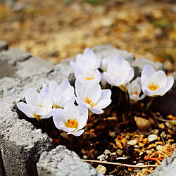 部屋全体/花のある暮らし/庭のある暮らし/草と戦う暮らし/100%手作りの庭...などのインテリア実例 - 2019-02-20 12:54:54