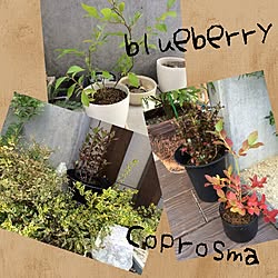 玄関/入り口/植物/プラスチックの鉢は好きじゃない/土いじりにはまる( ´ ▽ ` )/instagramまた復活したよ♡...などのインテリア実例 - 2014-06-25 20:48:44