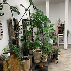 ポトス/クワズイモ/店舗です/観葉植物/ワイヤープランツ...などのインテリア実例 - 2020-09-14 13:43:56