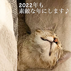 保護猫と暮らす/キジトラ/アンティークのある暮らし/ヴィンテージラグ/リビングのインテリア実例 - 2022-01-01 15:26:31