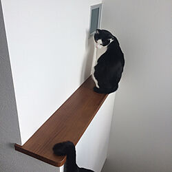 階段/猫スペース/猫と暮らす/壁/天井のインテリア実例 - 2020-04-04 15:54:34