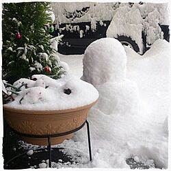 玄関/入り口/雪だるま/ゆきだるま/ゴールドクレスト/大雪...などのインテリア実例 - 2014-12-18 11:18:56