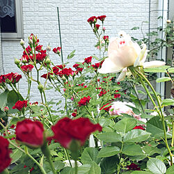 玄関/入り口/ミニつる薔薇レッドキャスケード/ピエールはまだまだ咲きますよ♪/ニュードーン、雨に濡れずに残っています/お外の薔薇は雪崩状態...などのインテリア実例 - 2022-05-14 12:59:34