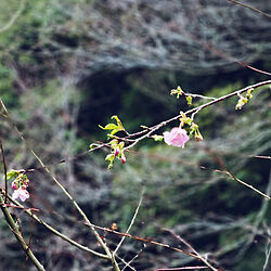 部屋全体/おうちでなくてごめんなさい。/しあわせな時間/春の訪れ/山桜のインテリア実例 - 2023-01-17 16:31:45