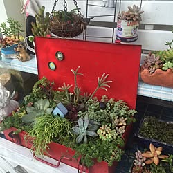 棚/セダムもりもり/多肉寄せ植え/サビサビ/工具箱に寄せ植え...などのインテリア実例 - 2015-11-18 10:51:12