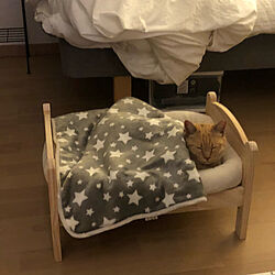 IKEA/猫/一人暮らし/ベッド周りのインテリア実例 - 2020-01-03 11:15:54