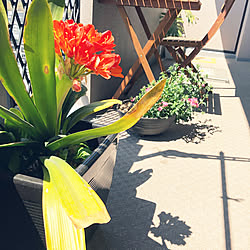 ベランダ/ナデシコ/お花があると嬉しい/観葉植物/部屋全体のインテリア実例 - 2019-04-01 12:38:31