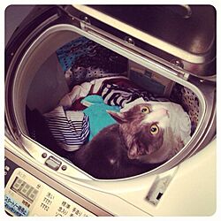 ペット/家電/洗濯機のインテリア実例 - 2012-11-05 01:41:56