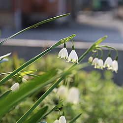 スノーフレーク/庭の花/部屋全体のインテリア実例 - 2019-03-27 16:38:33