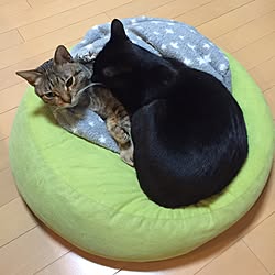 ベッド周り/RC大分支部/ねこが好き/ねこのいる風景/黒猫...などのインテリア実例 - 2016-02-22 21:36:25