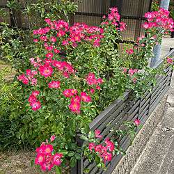 四季咲きの薔薇/5月からずーっと咲いてます/マジカルミラクル/南の庭/晴れ27℃...などのインテリア実例 - 2021-09-17 12:38:34