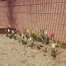 玄関/入り口/花のある暮らしのインテリア実例 - 2017-03-30 09:16:48