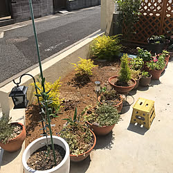 庭/無垢の家/DIY/多肉植物のインテリア実例 - 2019-05-16 23:31:31