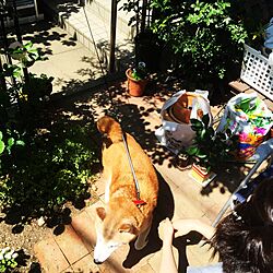 玄関/入り口/レンガ敷き/柴犬/お庭/ガーデニングのインテリア実例 - 2015-06-30 23:54:43