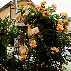 玄関/入り口/薔薇のある庭のインテリア実例 - 2017-05-16 18:14:00