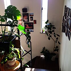 壁/天井/階段おどりば/ガーデニング/観葉植物/セリア...などのインテリア実例 - 2016-02-05 00:36:11