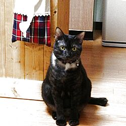 キッチン/猫/ペットのインテリア実例 - 2014-02-22 21:02:28