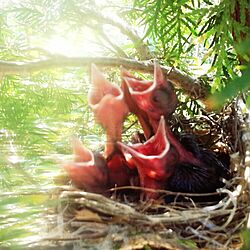 玄関/入り口/庭の木に巣を作った/鳥が巣を作った！のインテリア実例 - 2015-06-26 19:16:53