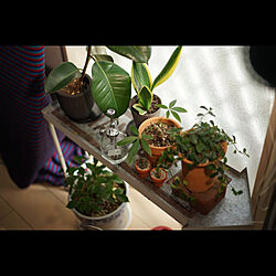 植物育成LEDライト/観葉植物/リビングのインテリア実例 - 2023-02-28 01:13:08