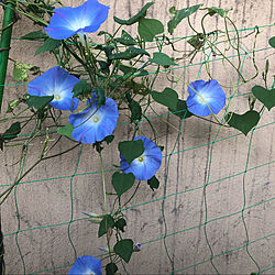 青い花/天上の蒼/癒しの空間/皆様に感謝♡/お花が好き...などのインテリア実例 - 2021-10-05 16:21:23
