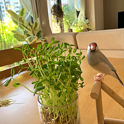 豆苗/豆苗栽培/文鳥と暮らす/文鳥のいる暮らし/文鳥...などのインテリア実例 - 2021-10-21 23:57:17