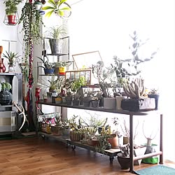 リビング/植物/観葉植物/照明/DIY...などのインテリア実例 - 2015-11-22 17:07:26