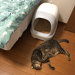 猫ちゃん想い/ニャンとも/ねこと暮らす。/ねこのいる日常/猫トイレのインテリア実例 - 2021-06-14 18:19:11