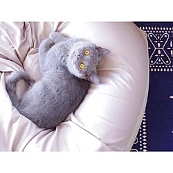 ひとをダメにするソファ/journal standard Furniture/無印良品/ねこ部/ねこと暮らす。...などのインテリア実例 - 2017-01-15 20:39:14