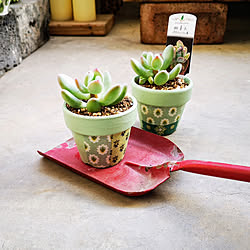 玄関/入り口/painted pots/succulents/Decoupage pot/多肉植物...などのインテリア実例 - 2020-10-19 16:49:13