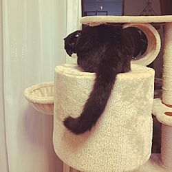 リビング/黒猫/猫/キャットタワーのインテリア実例 - 2016-12-13 17:53:57