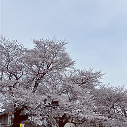 ベッド周り/一目千本桜/インテリアじゃなくてごめんなさい/のんびり投稿〜〜/お花見❀...などのインテリア実例 - 2024-04-11 22:43:20