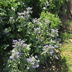 ワイルドストロベリー/スナップエンドウのお花/ジャーマンカモミール/RCの出会いに感謝しています♡/花のある暮らし...などのインテリア実例 - 2020-04-22 23:11:36