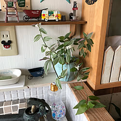 観葉植物/バス/トイレのインテリア実例 - 2019-04-08 20:46:51