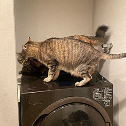 洗濯機/ドラム式洗濯機/猫と暮らす/猫との生活/猫...などのインテリア実例 - 2021-03-21 20:29:41