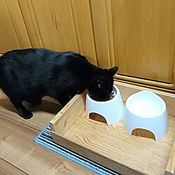 キッチン/猫/猫と暮らす/餌皿/セリアのインテリア実例 - 2017-04-15 23:50:58