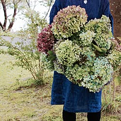 紫陽花/紫陽花ドライ/机のインテリア実例 - 2016-10-11 20:16:27