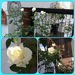 玄関/入り口/夫からの白薔薇を挿し木して増やしてます/お気に入りの表札/セルフペイントの塀/みどりの雑貨屋...などのインテリア実例 - 2016-05-21 17:55:26
