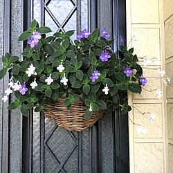 花のある暮らし/玄関/入り口のインテリア実例 - 2022-06-04 09:27:25