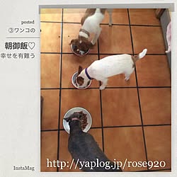 キッチン/3人と3ワンコ生活+*。♪/何時も有難う御座います♡/ワンコは家族♡/今日は末っ子王子の...などのインテリア実例 - 2014-10-08 09:10:27