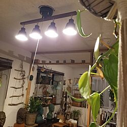 壁/天井/ledシーリングライト/観葉植物のある暮らしのインテリア実例 - 2023-12-28 18:06:42